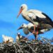 stork banichan 1