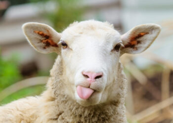 Funny sheep. Portrait of sheep showing tongue.