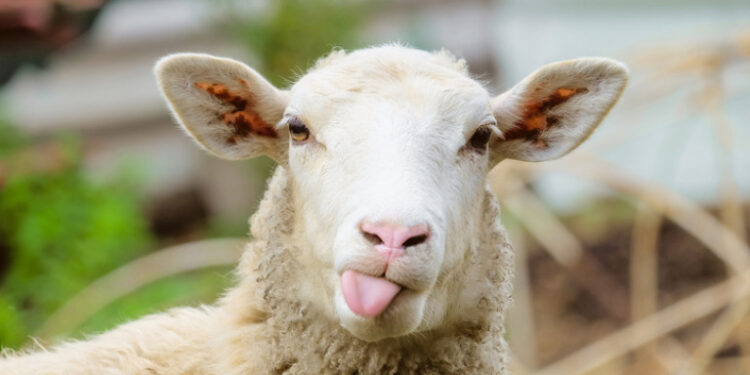 Funny sheep. Portrait of sheep showing tongue.