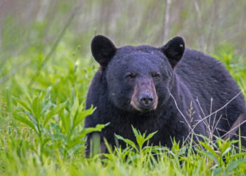Black Bear in green grass.
