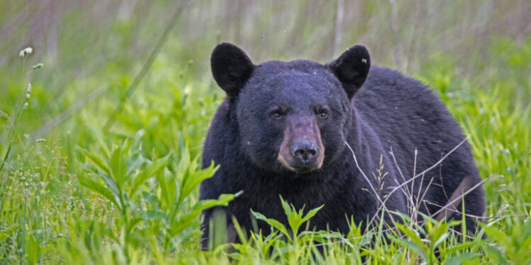 Black Bear in green grass.