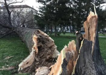 Огромно дърво се стовари през нощта в Царево   Снимка: Дарик