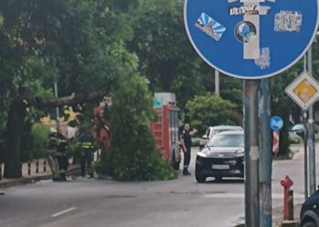 Поредна авария в Пловдив: Още едно дърво затрудни движението