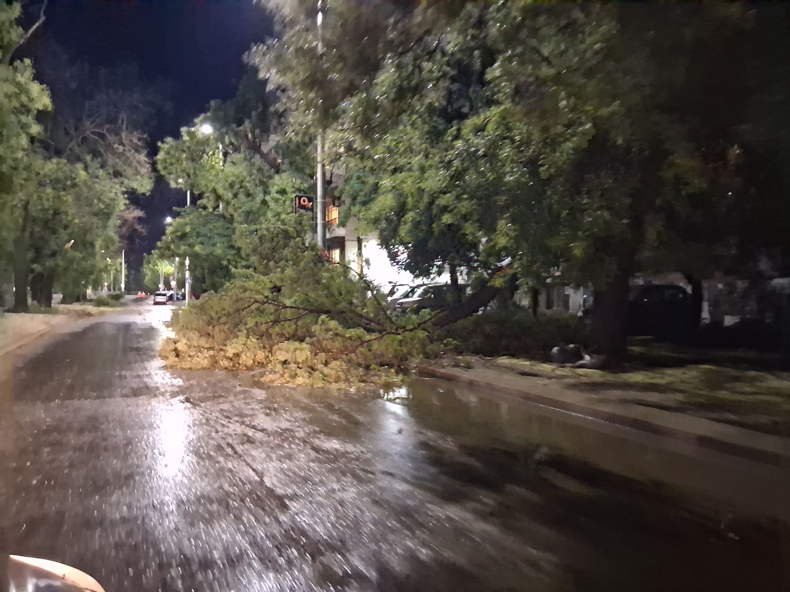 padnalo dyrvo plovdiv 1