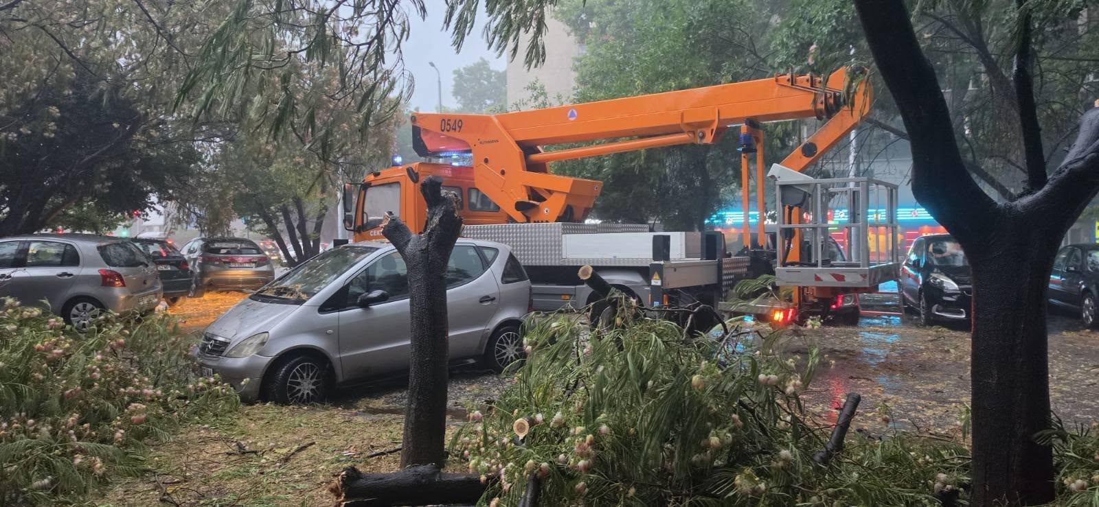 padnalo dyrvo plovdiv2