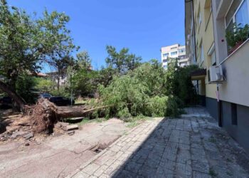 Бурята нанесе множество щети, на много места клони очакват да бъдат извозени.