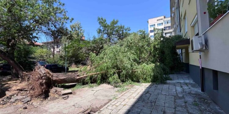 Бурята нанесе множество щети, на много места клони очакват да бъдат извозени.