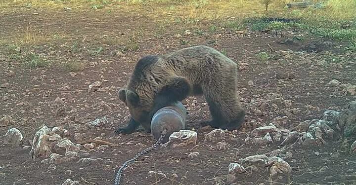 Снимка от Община Асеновград