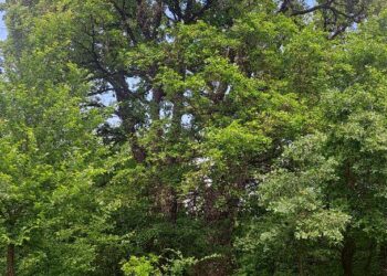 Съхраниха за поколенията 500-годишен дъб в Пловдивско
