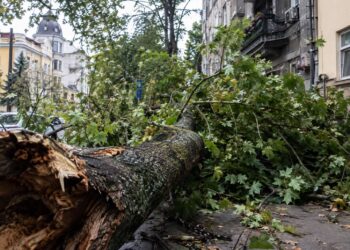 Дърво се стовари върху кооперация в центъра на Пловдив: Огромен клон проби апартамент