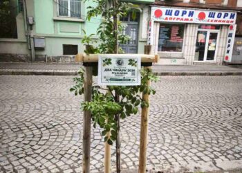akciya dva chinara plovdiv3