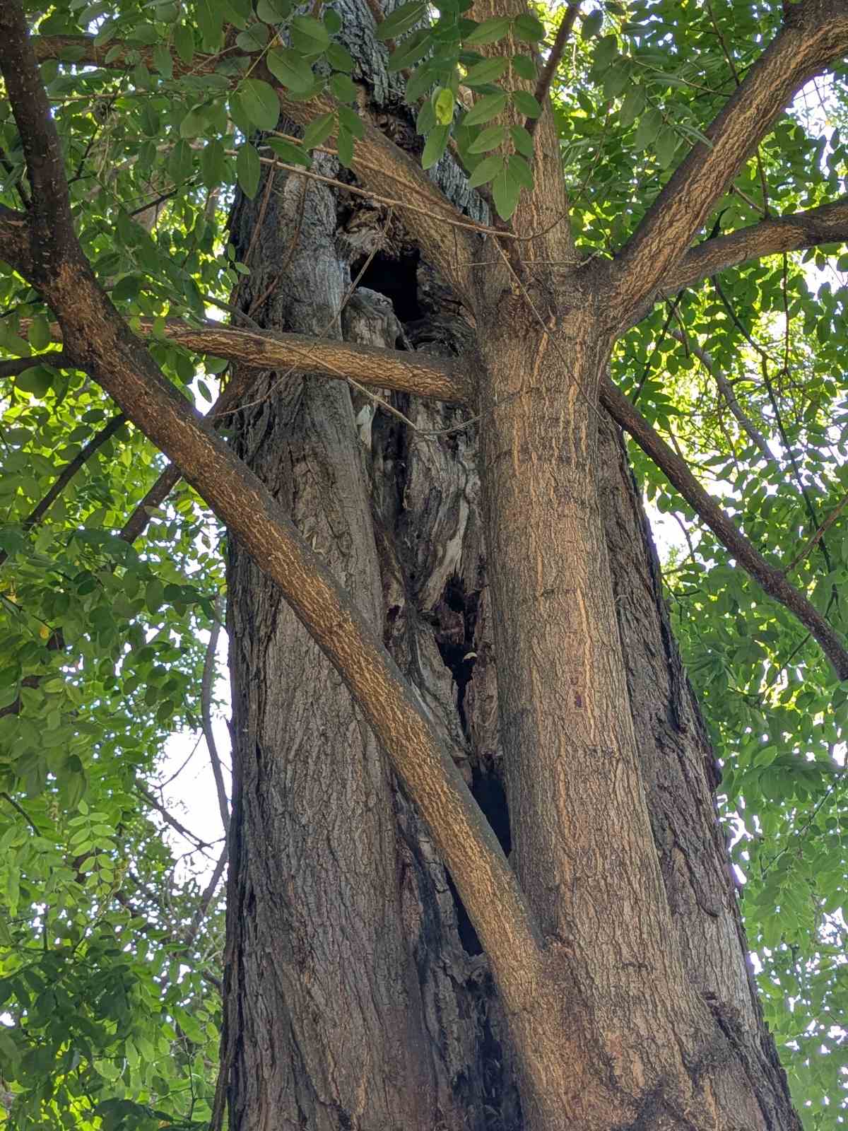 zoopark plovdiv durveta6